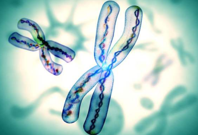 親子鑒定一般會有血型測試、染色體多態(tài)性、DNA鑒定這幾種方法